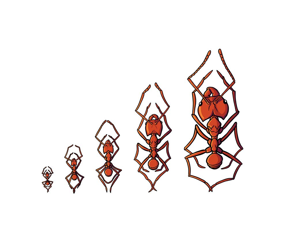 Drawing Ants