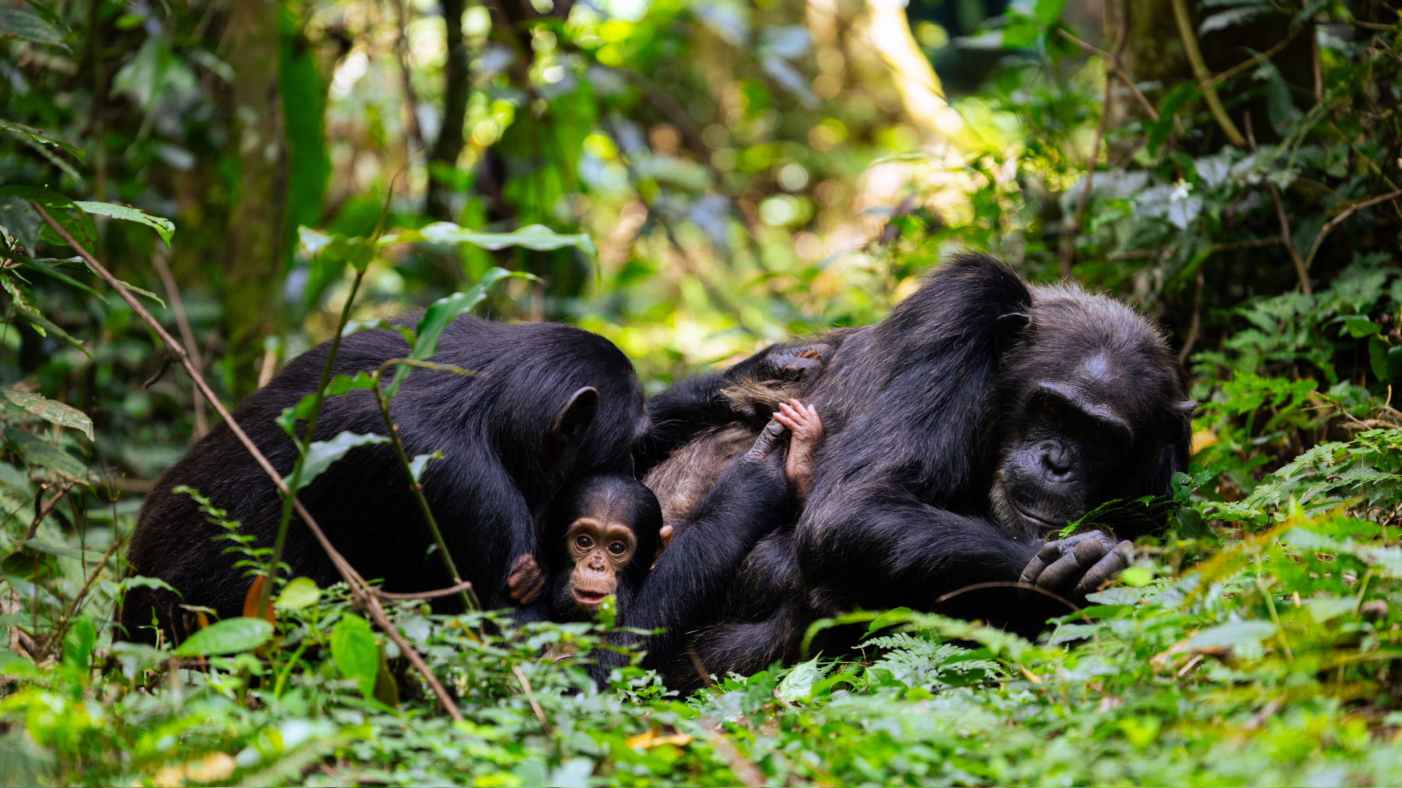 Chimpanzee Research