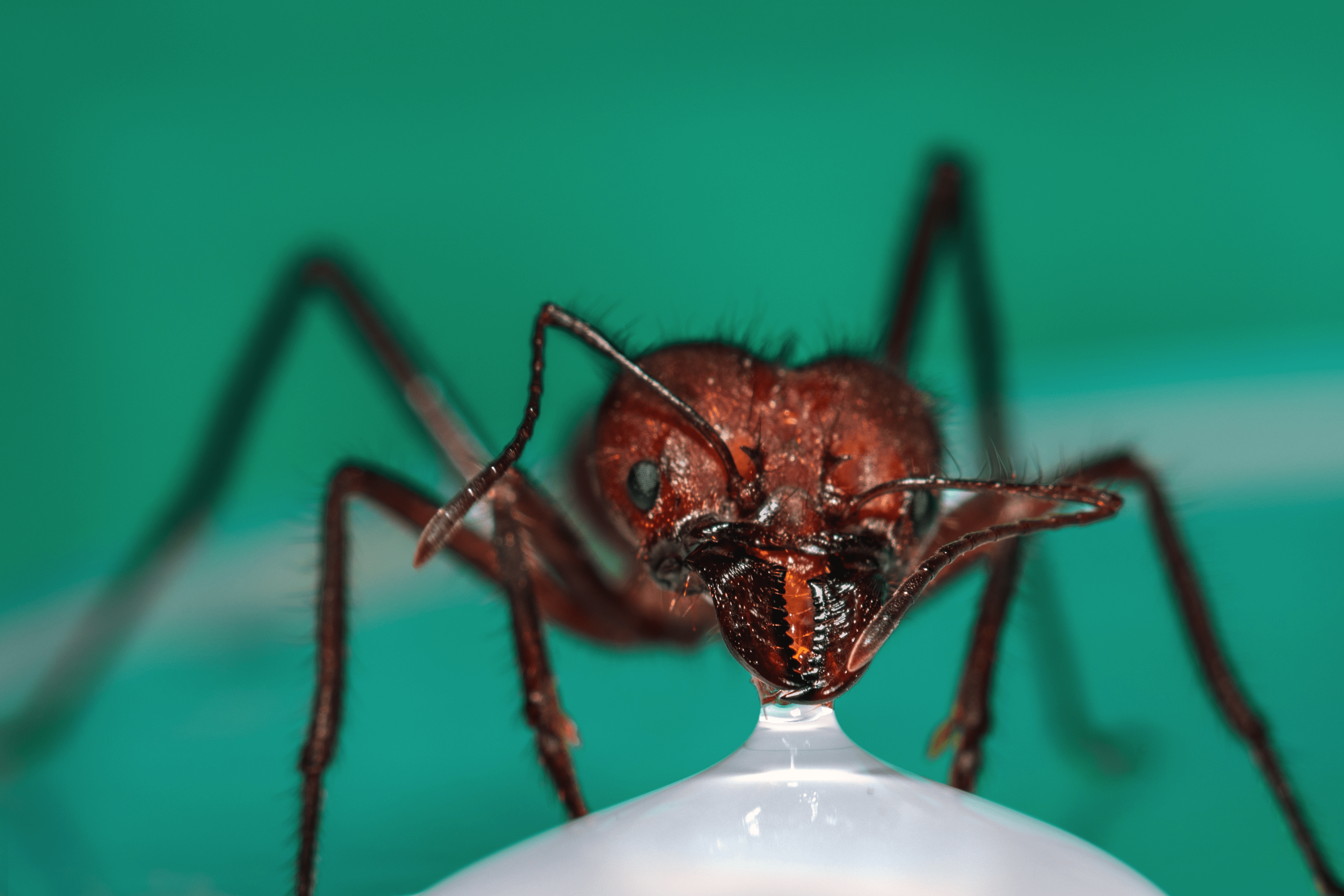 Leafcutter Ants Ecology